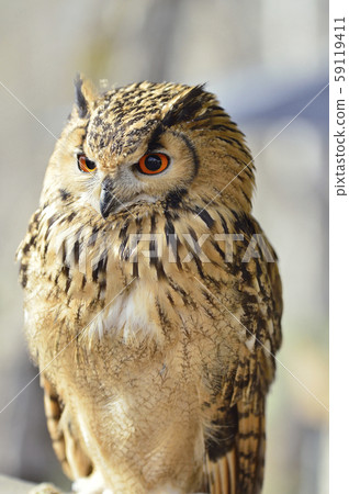 Bengal Eagleworm 59119411