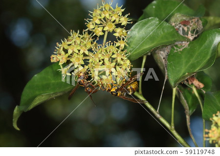 Living creature insects, wasp and kiboshia wasp, late October. Dining with ivy flowers 59119748