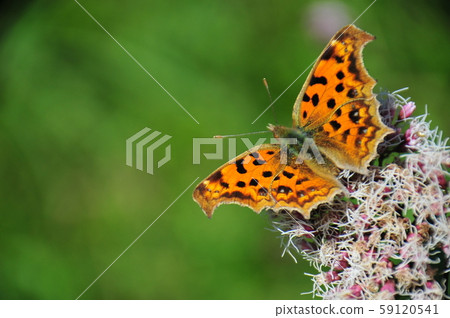 Flowers and butterflies Butterflies resting wings Butterflies in flower fields Flowers and butterflies Butterflies resting wings Butterflies in flower fields 59120541