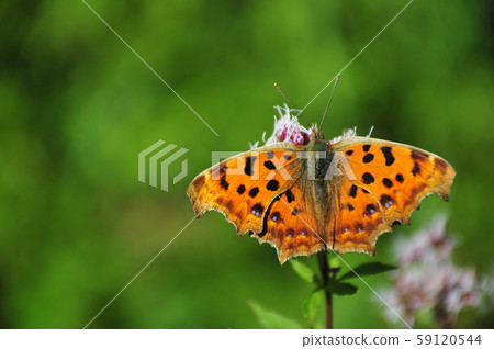 Flowers and butterflies Butterflies resting wings Butterflies in flower fields Flowers and butterflies Butterflies resting wings Butterflies in flower fields 59120544