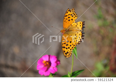 Leopard print crest butterfly resting butterfly flying butterfly landscape with butterfly Leopard print crest butterfly resting butterfly flying butterfly landscape with butterfly 59121324