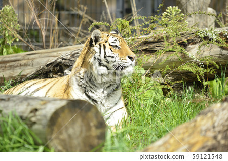 [Tiger, tiger] Amur tiger 59121548