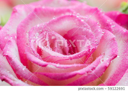 Pink rose flower in drops close up. 59122691