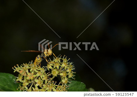 It is said that the aggression is strong among living creature insects, Echinaceae 59123547