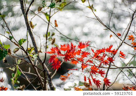 Maple maple ball bokeh Takase Valley [Nagano Prefecture] 59123701