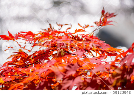 Maple maple ball bokeh Takase Valley [Nagano Prefecture] 59123948