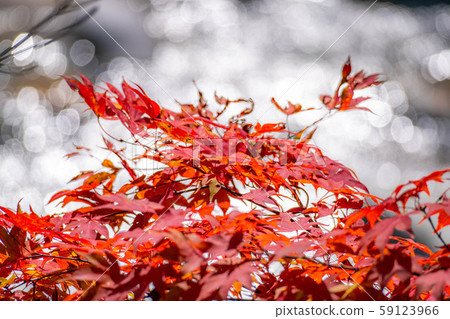 楓樹楓葉球散景高瀨谷[長野縣] 59123966