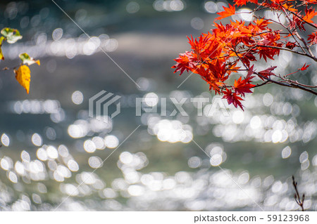 楓樹楓葉球散景高瀨谷[長野縣] 59123968