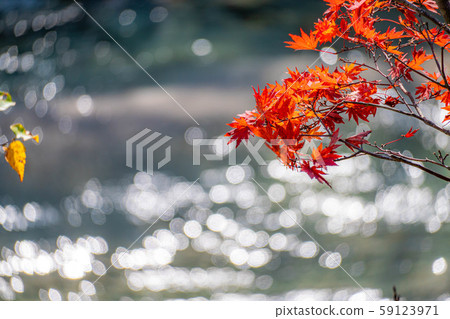 楓樹楓葉球散景高瀨谷[長野縣] 59123971