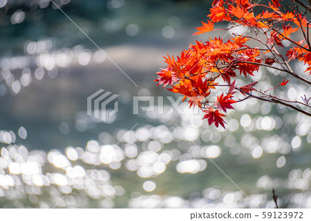 楓樹楓葉球散景高瀨谷[長野縣] 59123972