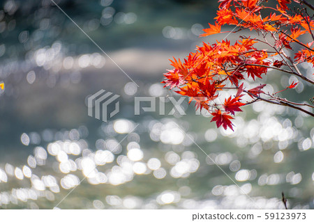 楓樹楓葉球散景高瀨谷[長野縣] 59123973