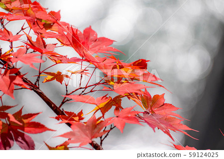 楓樹楓葉球散景高瀨谷[長野縣] 59124025