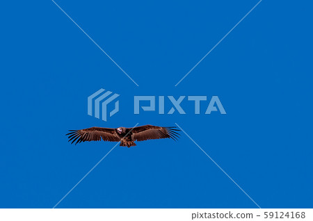White-headed Vulture in Flight over Etosha White-headed Vulture in Flight over Etosha 59124168