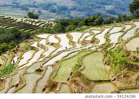 Yuanyang Rice Terraces, Yunnan - China 59124296