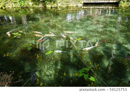 Pond of monet 59125753