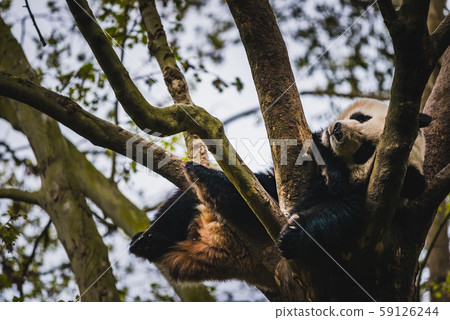 Giant Panda Giant Panda 59126244