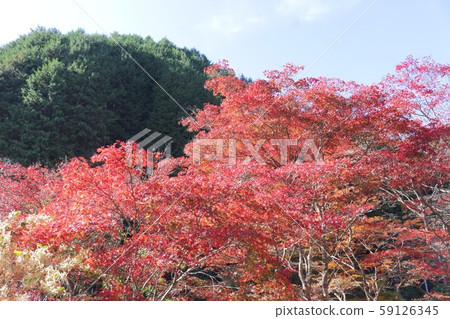 Autumn leaves 59126345