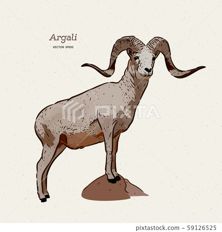The argali, or the mountain sheep (species Ovis 59126525