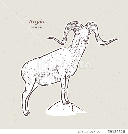The argali, or the mountain sheep (species Ovis 59126526