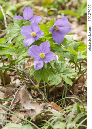 鵂雞爪 鵂雞爪 59127005