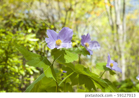 鵂雞爪 鵂雞爪 59127013