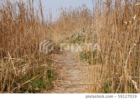 枯草之間的冬季乾燥土路 枯草之間的冬季乾燥土路 59127019