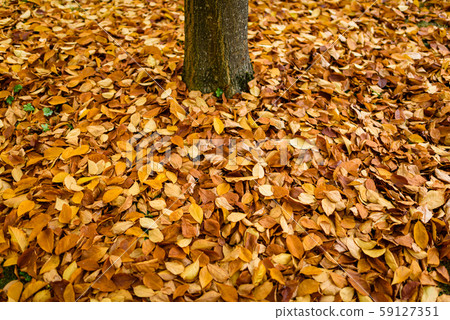 Background group autumn orange leaves. Outdoor. 59127351
