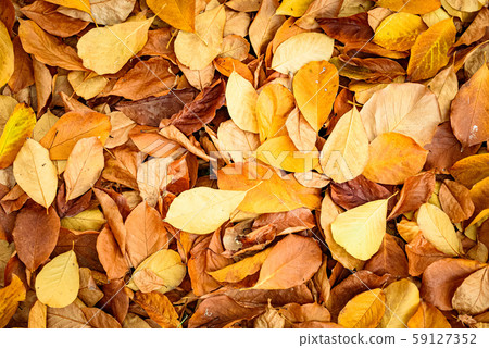 Background group autumn orange leaves. Outdoor. 59127352