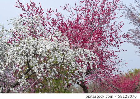Flower peach 59128076