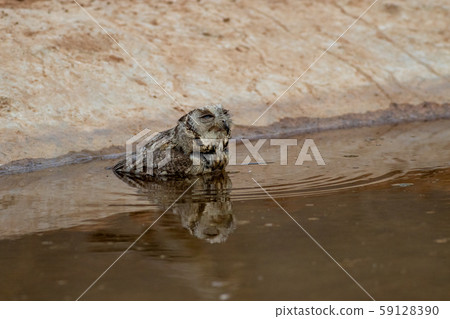 Scops owl or indian scops owl or Otus bakkamoena drinking water and quenching thirst with reflection in water in waterhole during evening safari at ranthambore national park, rajasthan, india Scops owl or indian scops owl or Otus bakkamoena drinking water and quenching thirst with reflection in water in waterhole during evening safari at ranthambore national park, rajasthan, india 59128390