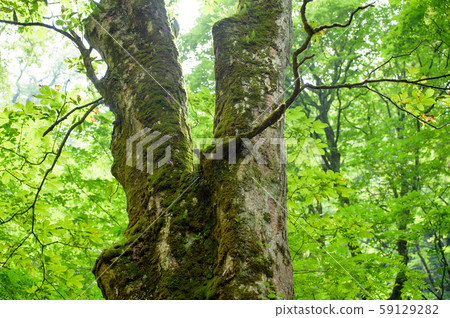 Tochi no Ki Yamagata Prefecture Tamaki Falls 59129282