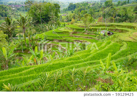 Rice terrace rice terrace in Bali, Indonesia 59129425
