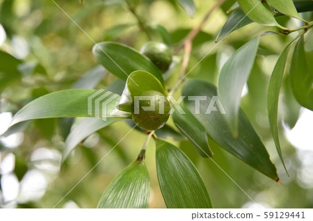 納吉的果實 59129441