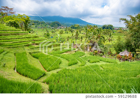 Rice terrace of Jati Louis, Bali, Indonesia 59129688
