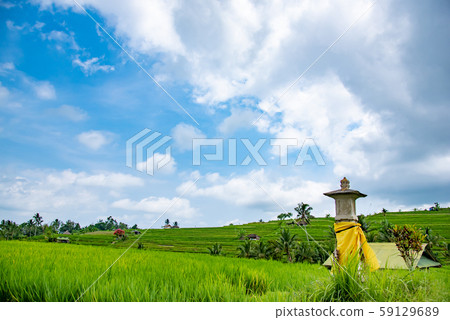 Rice terrace of Jati Louis, Bali, Indonesia 59129689