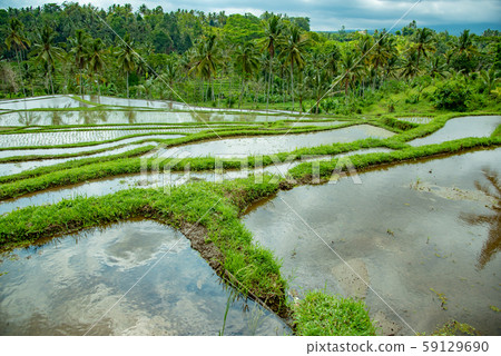 Rice terrace of Jati Louis, Bali, Indonesia Rice terrace of Jati Louis, Bali, Indonesia 59129690