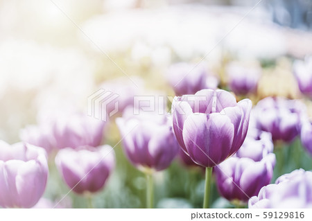 Soft Tulip Flowers Soft Tulip Flowers 59129816