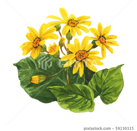 bloom, blossom, blossoms 59130315