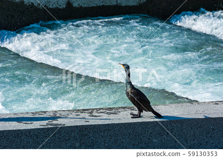 河魚道圖像性質 河魚道圖像性質 59130353