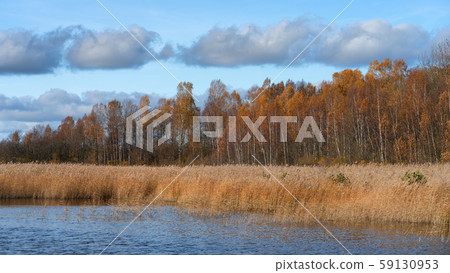 The reeds on the lake in the national park in 59130953