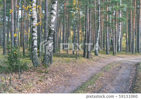 Fork in a woodland path 59131060