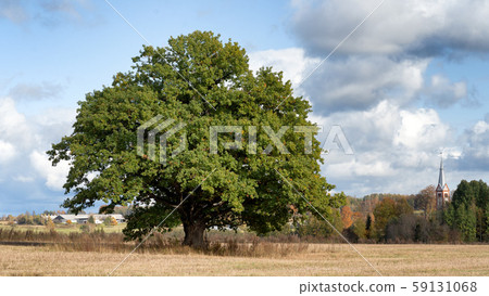 Mighty oak on a sloping field 59131068