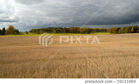 Mowed field against the background of autumn Mowed field against the background of autumn 59131069
