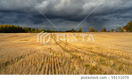 Mowed field against the background of autumn Mowed field against the background of autumn 59131070