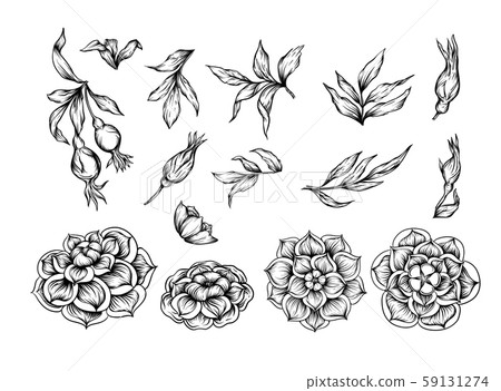 Roses Element for design. 59131274