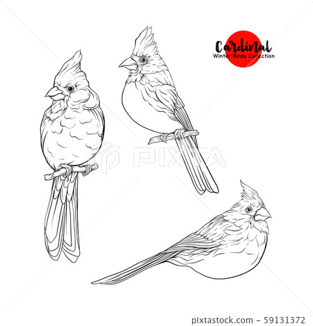 Cardinal birds 59131372