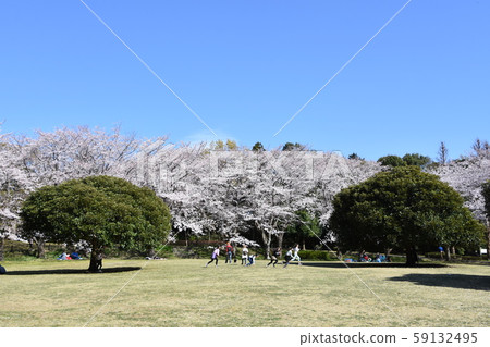 歐巴城堡公園櫻花春天圖像 歐巴城堡公園櫻花春天圖像 59132495