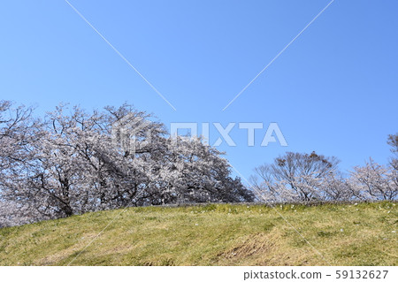 歐巴城堡公園櫻花春天圖像 59132627