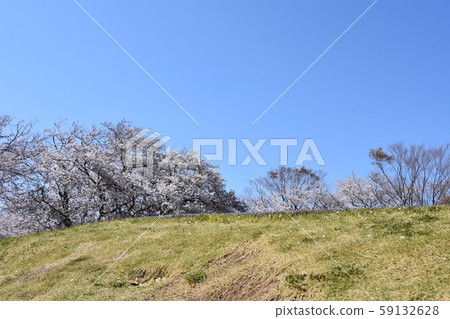 歐巴城堡公園櫻花春天圖像 歐巴城堡公園櫻花春天圖像 59132628