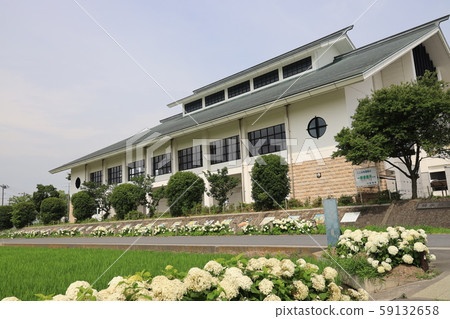 Hydrangea Road in Kisaicho, Kazo City 59132658